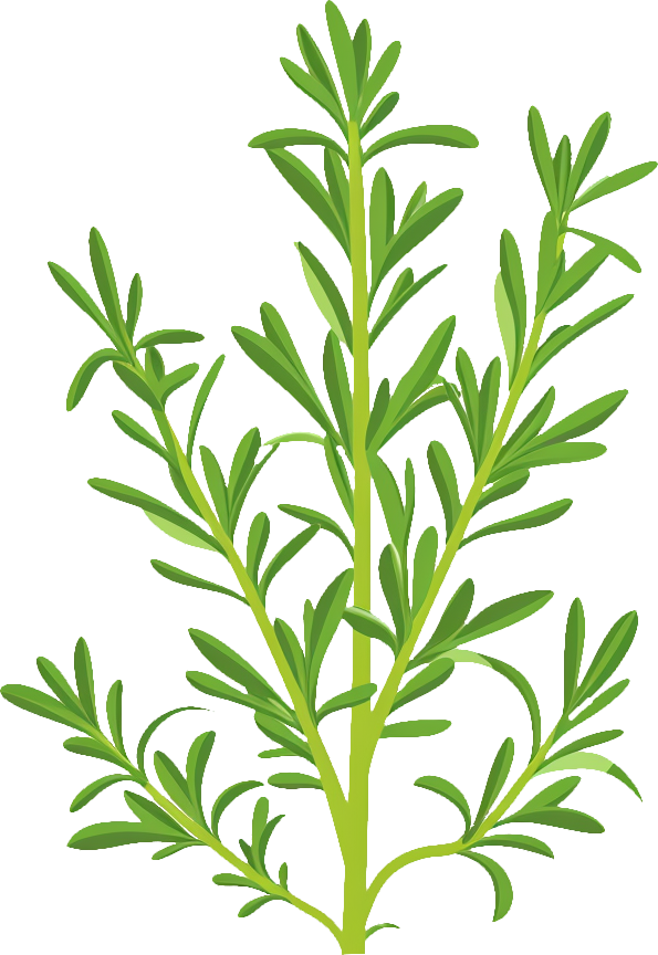 Rosemary
